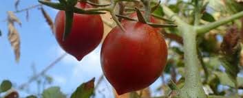 بهترین گوجه برای تولید رب