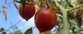 بهترین گوجه برای تولید رب